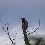 Photo taken by Gianmarco S