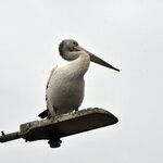 Photo taken by Linnaea M