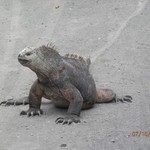 The incredible marine iguanas of Galápagos. | Photo taken by Katrina H