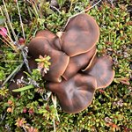 Mushrooms | Photo taken by florence P