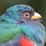 Male - Masked trogon (close up) | Photo taken by Wendy D