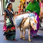 Shepherdesses, Udaipur | Photo taken by Jean M