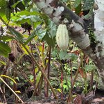 Photo taken by Harshida P