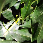 Photo taken by Mordechay T