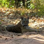 Bandhavgarh | Photo taken by Ronnie B