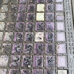 Photo taken by Rosemary S