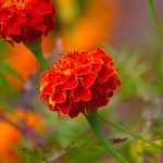 Photo taken by Peter M