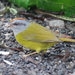 Russet-crowned warbler  | Photo taken by Wendy D