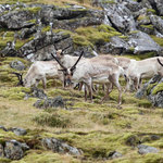 Reindeer | Photo taken by Amol L