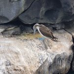 The amazing blue footed boobie on the boat ride to Bahia | Photo taken by Peter S