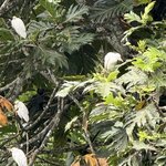 Photo taken by Steven C