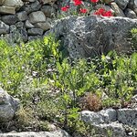 Photo taken by Christine R