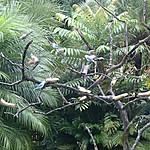 feeding birds | Photo taken by Janice B