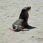Sea lions in Galapagos | Photo taken by Katrina H