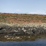 Puffin tour | Photo taken by Jana P
