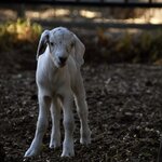 Photo taken by Linnaea M