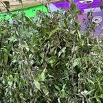 Photo taken by Sally H