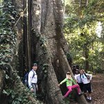 Amazon jungle tree is for posing | Photo taken by Elisa M