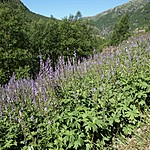 Aurlandsdalen | Photo taken by Roberta R