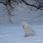 Arctic Fox | Photo taken by Kristin C
