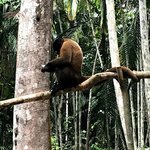 Elena, the patron primate of the mission | Photo taken by Sophie E