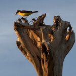 Photo taken by Bert B