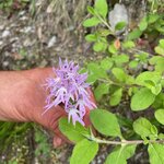 Photo taken by Nisah M