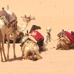 Camel ride at Wadi Rum | Photo taken by sheldon k