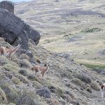 Vicunas | Photo taken by Dave E