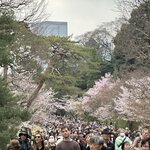 Photo taken by Sakura I