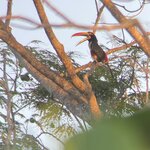 Toucan | Photo taken by Marilyn L
