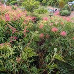 Photo taken by Daniel S