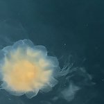 Unwanted Jelly fish | Photo taken by florence P