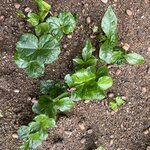 Photo taken by Ross V