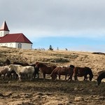Iceland horses by Barnafoss | Photo taken by Jodi Lynn G