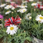 Photo taken by Andrea Y