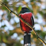 Male - Masked trogon | Photo taken by Wendy D