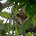 Two-toed Sloth | Photo taken by Laura M