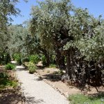 At the foot of the Mount of Olives, the Garden of Gethsemane is where Jesus went with his disciples to pray the night before he was crucified.   In Hebrew, Gethsemane means “oil press,” and oil is still pressed from the fruit of eight ancient and gnarled olive trees in this garden.  | Photo taken by Rich W