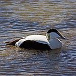 Eider Duck | Photo taken by Kim C