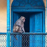 Macaque Monkey, Old Delhi | Photo taken by Jean M