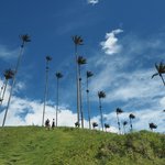Valle de Cocora | Photo taken by Peter G