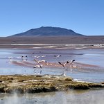 Flamencos | Photo taken by Flaminia R