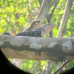 Iguana | Photo taken by Kim S