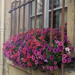 Photo taken by Lyon K