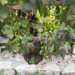 Photo taken by Ann P