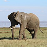 Menyara elephants | Photo taken by Jonathan G
