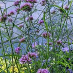 Photo taken by Tamara N