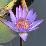 Photo taken by Steve W