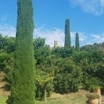Cypress trees at Finca Bell Lloch | Photo taken by Carol P